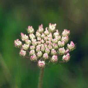 macrophotographie couleur d'une fleur de carotte sauvage