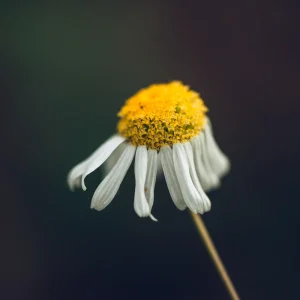 Photographie couleur d'une fleur de camomille inodore