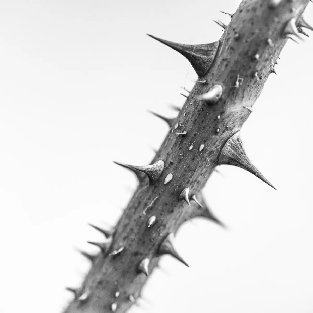 Macro photographie de nature noir et blanc, branche de rosier aux épines acérées sur fond blanc