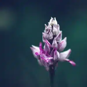 macrophotographie couleur d'une fleur d'orchidée sauvage